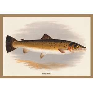 Bull Trout 24X36 Giclee Paper