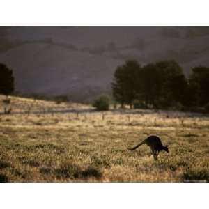  Red Kangaroo Leaping Across a Farmland Paddock at Sunset 