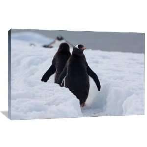  Penguin March   Gallery Wrapped Canvas   Museum Quality 