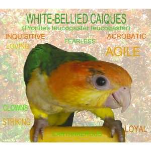  Caique/ White bellied/ Apricot/ Mousepad 