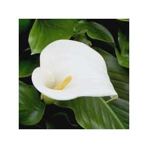  Fragrance Oil Calla Lilly (2oz) 