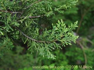 Image of Austrocedrus chilensis (Ciprés de la cordillera / Cedro)