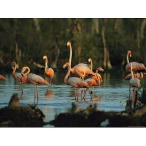  Caribbean Flamingos Stand in the Water at a Rookery 