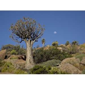 Quiver Tree (Kokerboom) (Aloe Dichotoma) with Near Full Moon 