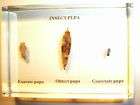 Types of Insect Pupa Specimen Set (Clear