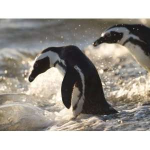  Jackass Penguin (African Penguin) (Spheniscus Demersus 