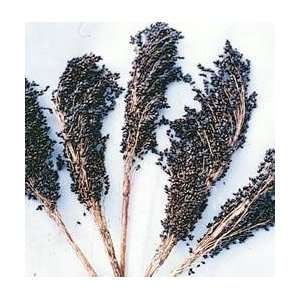   Black Amber Broom Corn 50 Seeds   Ornamental Patio, Lawn & Garden