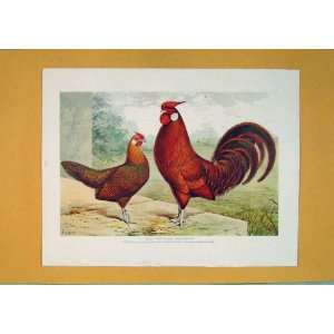   Gold Pencilles Hamburghs Chicken Rooster Color Print