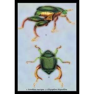 Vintage Art Beetles Scarabaeus Macropus and Chrysophora Chrysochlora 
