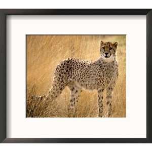 Cheetah in the Grass Photos To Go Collection Framed Photographic 