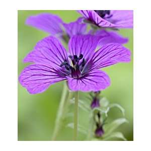  Geranium cinereum Sateene Patio, Lawn & Garden