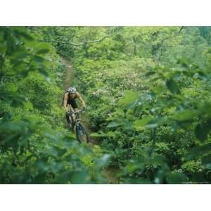  Mountain Biker on Single Track Trail Through Rhododendron 