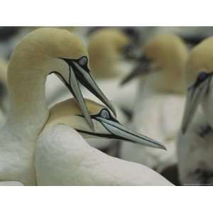  Colony of Cape or African Gannets Nesting on Malgas Island 