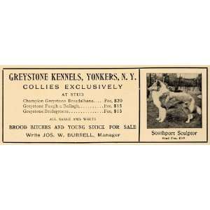   Kennels Collies Puppies Dogs Sale   Original Print Ad