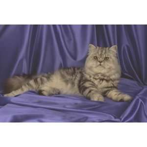   Top 100 Pedigree Cat Canvas Art Persian,silver tabby