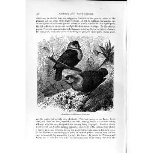    NATURAL HISTORY 1895 MADAGASCAR WART PIGEONS BIRDS