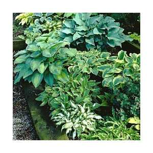  Hosta Bargain Bag