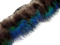 fy1 23 Blue Peacock hen feather fringe Trim per Feet  