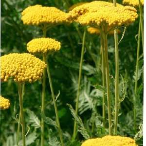  Gold Yarrow Seeds 2.0g Pkg Patio, Lawn & Garden