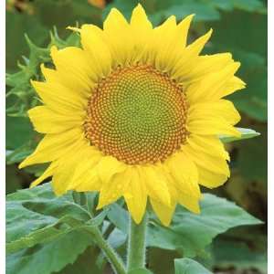  Davids Non Hybrid Sunflower Zebulon 25 Seeds per Packet 