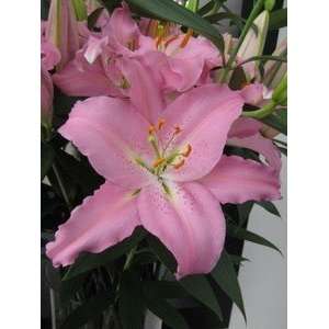  New Zealand Pre cooled Lily Sanna 14 16 cm. 25 pack Patio 