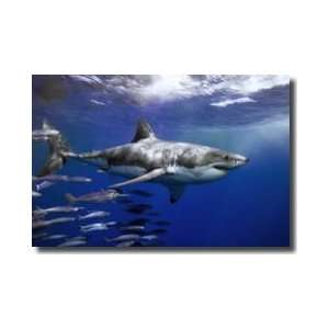  Great White Shark Guadalupe Island Mexico Giclee Print 
