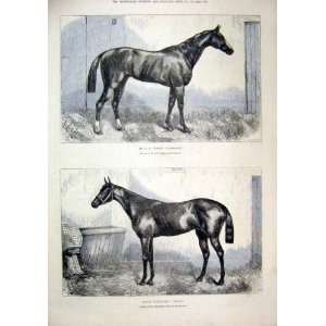  Horses 1874 Vyners Camballo Soltykoff Balfe Newmarket 