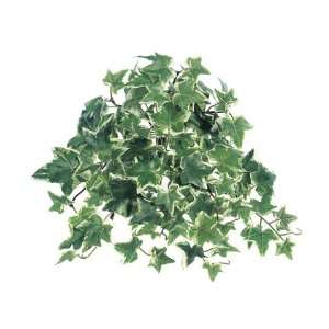  12 Medium Sage Ivy Hanging Bush x9 w/106 Lvs. Green White (Pack 