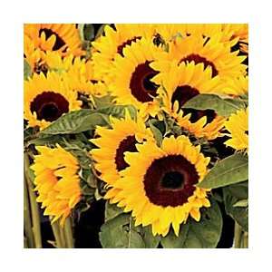   Sunflower Garden Roll Out Flowers   Improvements Patio, Lawn & Garden