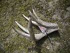 TAXIDERMY AWSOME DOUBLE TINE W T DEER 16 PT ANTLER LOOK  