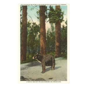  Bear, San Bernardino Mountains, California Premium Poster 