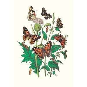  Vintage Art Butterflies V. Xanthomelas, V. Prorsa, et al 