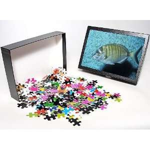   Puzzle of Pm  White Sea Bream from Ardea Wildlife Pets Toys & Games