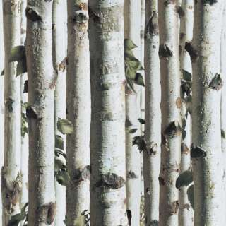   Birch   J21517   Forest Tree Grey Wood Twig   bluff Wallpaper  