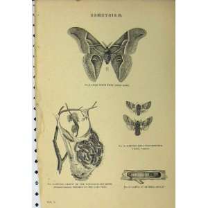   Bombycidae C1890 Silk Worm Moth Larvae Lime Tree Print