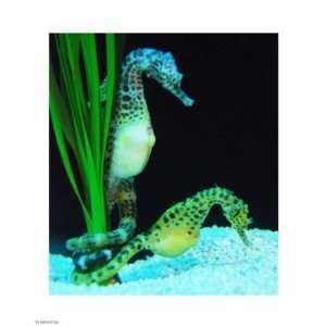  Hippocampus 8.00 x 10.00 Poster Print