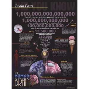  Brain Facts   Poster (18x24)