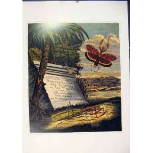  Mantes Prayer Butterfly Moth Insect Color Old Print Art 