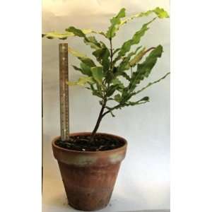 Macadamia Nut Tree (Live 10 to 12 Inch Bareroot Tree 