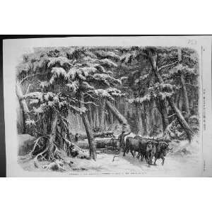  1858 LUMBERING NEW BRUNSWICK LUMBERMEN FOREST TREES 