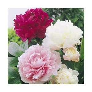  Lifetime Peony Collection