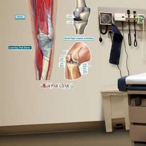  Knee Sticky Anatomy Wall Chart