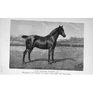   Antique Portrait 1895 Pony Stallion Snorter Trafford