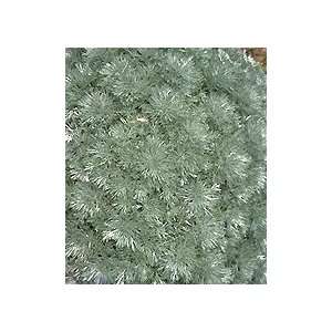  Artemisia schmidtiana Silver Mound   Wormwood Patio 