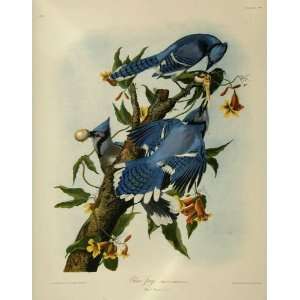  FRAMED oil paintings   John James Audubon   24 x 30 inches 