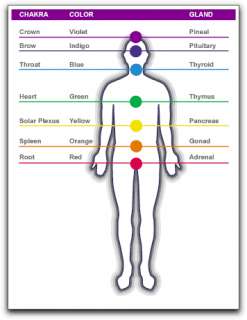  main chakras and the master organ that each one governs is as follows