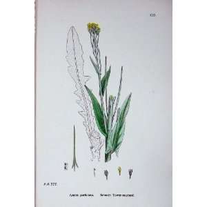  Botany Plants C1902 Smooth Tower Mustard Arabis Colour 