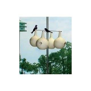 Purple Martin Birdhouse Gourds 20+ Seeds Great to Paint
