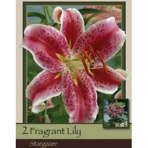  Stargazer Lily Pack of 2 Bulbs Patio, Lawn & Garden