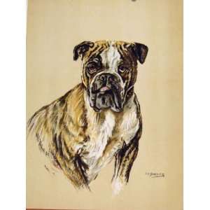  Bulldog Hound Dog Color Fine Art Sketch Drawing C1938 